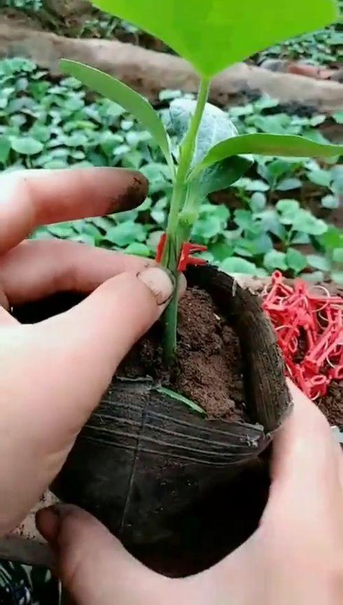 蔬菜嫁接视频,视频详解嫁接过程与技巧