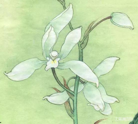 兰花教学视频,跟随教学视频轻松入门