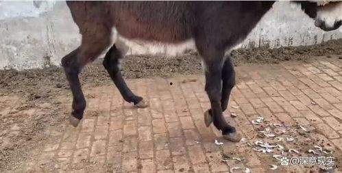 驴子视频,揭秘动物世界的趣味瞬间
