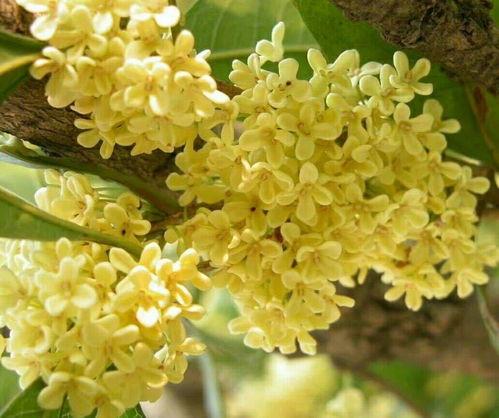 桂花雀视频,探寻自然之美，感受生命律动