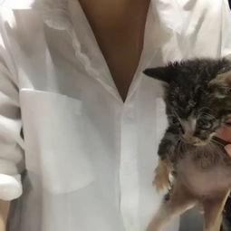 刘星妤视频完整版,揭秘她的成长历程与精彩瞬间